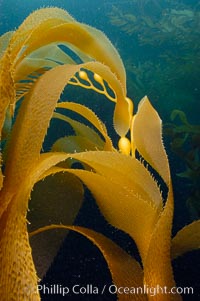 Kelp fronds showing pneumatocysts, bouyant gas-filled bubble-like structures which float the kelp plant off the ocean bottom toward the surface, where it will spread to form a roof-like canopy.  Santa Barbara Island, Macrocystis pyrifera