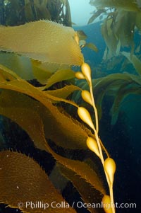 Kelp fronds showing pneumatocysts, bouyant gas-filled bubble-like structures which float the kelp plant off the ocean bottom toward the surface, where it will spread to form a roof-like canopy.  Santa Barbara Island, Macrocystis pyrifera