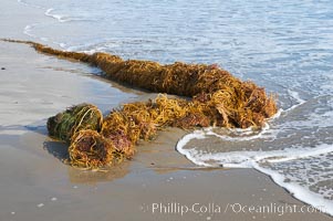 Drift kelp has washed ashore on a sandy California beach.  Winter brings large surf and increased wave energy which often rips giant kelp from the ocean bottom, so that it floats down current, often washing ashore, Macrocystis pyrifera, Santa Barbara