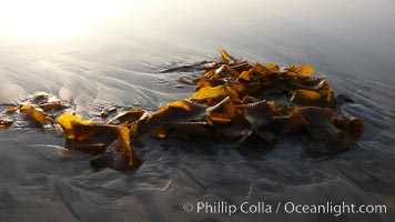 Kelp washes ashore in clumps on the rising tide.