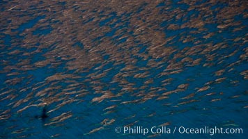 Aerial photo of thick giant kelp forests along the coast of San Clemente Island