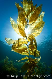 Kelp forest underwater at San Clemente Island. Giant kelp, the fastest plant on Earth, reaches from the rocky bottom to the ocean's surface like a terrestrial forest, Macrocystis pyrifera