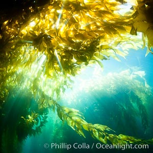 Kelp forest underwater at San Clemente Island. Giant kelp, the fastest plant on Earth, reaches from the rocky bottom to the ocean's surface like a terrestrial forest, Macrocystis pyrifera