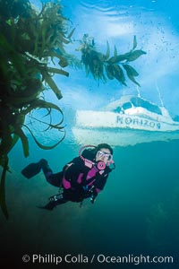 Diver in kelp forest, San Clemente Island