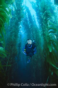 Diver in kelp forest, San Clemente Island