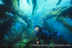 Diver in kelp forest, San Clemente Island