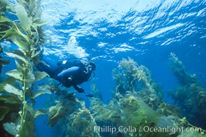 Diver in kelp forest, San Clemente Island