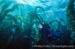 Diver in kelp forest, San Clemente Island