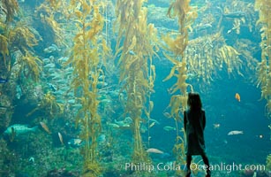 A child admires the fascinating kelp forest tank at the Birch Aquarium at Scripps Institution of Oceanography, San Diego, California, Macrocystis pyrifera