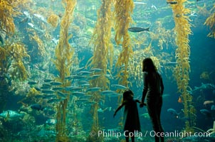 A parent and child admire the fascinating kelp forest tank at the Birch Aquarium at Scripps Institution of Oceanography, San Diego, California, Macrocystis pyrifera