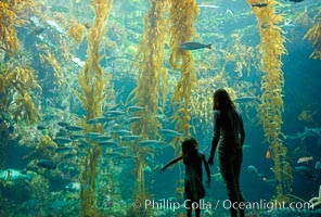 A parent and child admire the fascinating kelp forest tank at the Birch Aquarium at Scripps Institution of Oceanography, San Diego, California, Macrocystis pyrifera