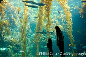 A parent and child admire the fascinating kelp forest tank at the Birch Aquarium at Scripps Institution of Oceanography, San Diego, California, Macrocystis pyrifera