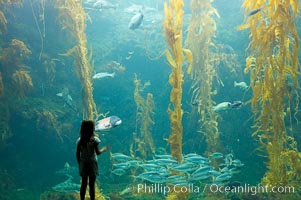 A child admires the fascinating kelp forest tank at the Birch Aquarium at Scripps Institution of Oceanography, San Diego, California, Macrocystis pyrifera