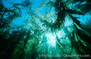 Kelp canopy, Macrocystis pyrifera, San Clemente Island