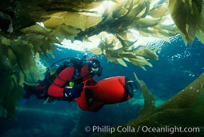 Diver in kelp, Macrocystis pyrifera, San Clemente Island