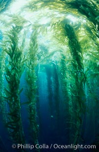 Kelp canopy.