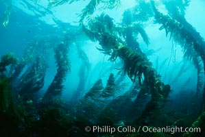 Kelp canopy, Macrocystis pyrifera, San Clemente Island