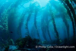 Kelp forest, Macrocystis pyrifera, San Clemente Island