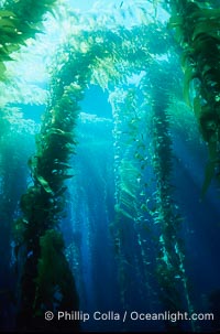 Kelp canopy, Macrocystis pyrifera, San Clemente Island