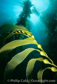 Kelp frond showing pneumatocysts, Macrocystis pyrifera, San Clemente Island
