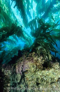 Kelp holdfast and substrate, Macrocystis pyrifera, San Clemente Island