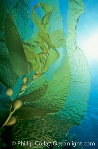 Giant kelp frond showing pneumatocysts which make the algae bouyant. Macrocystis pyrifera, San Clemente Island, California