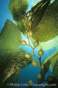 Kelp frond showing pneumatocysts. San Clemente Island, California, USA, Macrocystis pyrifera, natural history stock photograph, photo id 00628