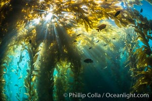 Sunlight streams through giant kelp forest. Giant kelp, the fastest growing plant on Earth, reaches from the rocky reef to the ocean's surface like a submarine forest. Catalina Island, California, USA, Macrocystis pyrifera, natural history stock photograph, photo id 33433