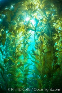 Sunlight streams through giant kelp forest. Giant kelp, the fastest growing plant on Earth, reaches from the rocky reef to the ocean's surface like a submarine forest, Macrocystis pyrifera, Catalina Island