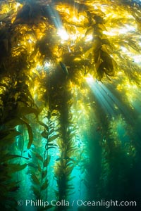 Sunlight streams through giant kelp forest. Giant kelp, the fastest growing plant on Earth, reaches from the rocky reef to the ocean's surface like a submarine forest.