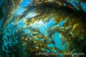 Sunlight streams through giant kelp forest. Giant kelp, the fastest growing plant on Earth, reaches from the rocky reef to the ocean's surface like a submarine forest, Macrocystis pyrifera, Catalina Island