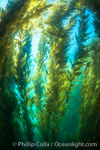 Sunlight streams through giant kelp forest. Giant kelp, the fastest growing plant on Earth, reaches from the rocky reef to the ocean's surface like a submarine forest, Macrocystis pyrifera, Catalina Island