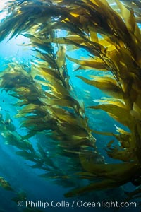 Sunlight streams through giant kelp forest. Giant kelp, the fastest growing plant on Earth, reaches from the rocky reef to the ocean's surface like a submarine forest, Macrocystis pyrifera, Catalina Island