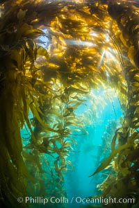 Sunlight streams through giant kelp forest. Giant kelp, the fastest growing plant on Earth, reaches from the rocky reef to the ocean's surface like a submarine forest. Catalina Island, California, USA, Macrocystis pyrifera, natural history stock photograph, photo id 33443