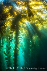 Sunlight streams through giant kelp forest. Giant kelp, the fastest growing plant on Earth, reaches from the rocky reef to the ocean's surface like a submarine forest. Catalina Island, California, USA, Macrocystis pyrifera, natural history stock photograph, photo id 33444