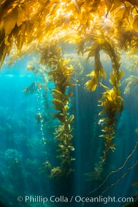 Sunlight streams through giant kelp forest. Giant kelp, the fastest growing plant on Earth, reaches from the rocky reef to the ocean's surface like a submarine forest, Macrocystis pyrifera, Catalina Island