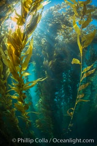 Sunlight streams through giant kelp forest. Giant kelp, the fastest growing plant on Earth, reaches from the rocky reef to the ocean's surface like a submarine forest, Macrocystis pyrifera, Catalina Island