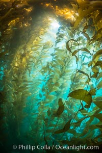 Sunlight streams through giant kelp forest. Giant kelp, the fastest growing plant on Earth, reaches from the rocky reef to the ocean's surface like a submarine forest, Macrocystis pyrifera, Catalina Island