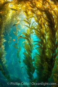 Sunlight streams through giant kelp forest. Giant kelp, the fastest growing plant on Earth, reaches from the rocky reef to the ocean's surface like a submarine forest, Macrocystis pyrifera, Catalina Island