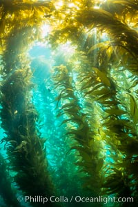 Sunlight streams through giant kelp forest. Giant kelp, the fastest growing plant on Earth, reaches from the rocky reef to the ocean's surface like a submarine forest, Macrocystis pyrifera, Catalina Island