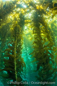 Sunlight glows throughout a giant kelp forest. Giant kelp, the fastest growing plant on Earth, reaches from the rocky reef to the ocean's surface like a submarine forest, Macrocystis pyrifera, San Clemente Island