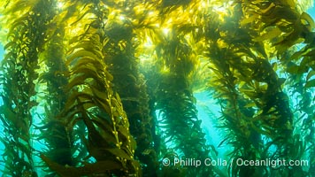 Sunlight glows throughout a giant kelp forest. Giant kelp, the fastest growing plant on Earth, reaches from the rocky reef to the ocean's surface like a submarine forest, Macrocystis pyrifera, San Clemente Island