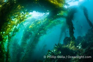 Sunlight glows throughout a giant kelp forest. Giant kelp, the fastest growing plant on Earth, reaches from the rocky reef to the ocean's surface like a submarine forest, Macrocystis pyrifera, San Clemente Island