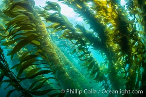 Sunlight glows throughout a giant kelp forest. Giant kelp, the fastest growing plant on Earth, reaches from the rocky reef to the ocean's surface like a submarine forest, Macrocystis pyrifera, San Clemente Island