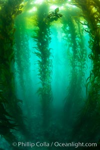 Sunlight glows throughout a giant kelp forest. Giant kelp, the fastest growing plant on Earth, reaches from the rocky reef to the ocean's surface like a submarine forest, Macrocystis pyrifera, San Clemente Island