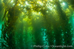 Sunlight glows throughout a giant kelp forest. Giant kelp, the fastest growing plant on Earth, reaches from the rocky reef to the ocean's surface like a submarine forest, Macrocystis pyrifera, San Clemente Island