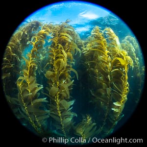 Giant Kelp Forest, West End Catalina Island, rendered in the round by a circular fisheye lens.