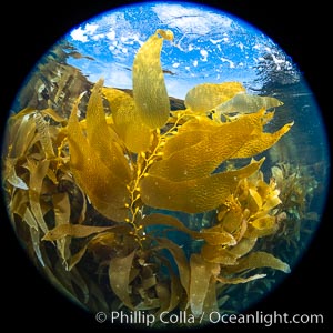 Giant Kelp Forest, West End Catalina Island, Macrocystis pyrifera