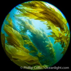 Giant Kelp Forest, West End Catalina Island, Macrocystis pyrifera