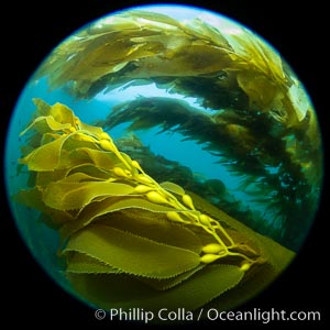 Giant Kelp Forest, West End Catalina Island, Macrocystis pyrifera